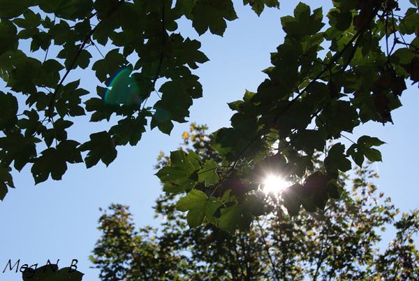 SONY DSC