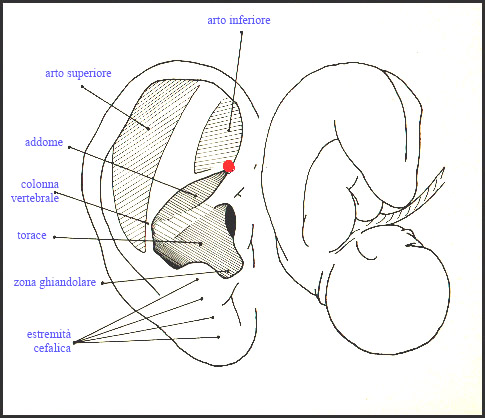 auricoloterapia.eu