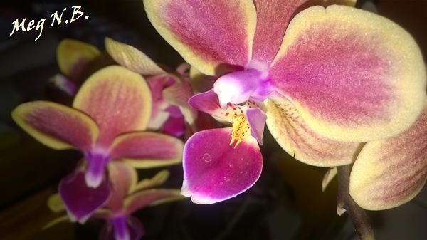 WP_20140521_002
