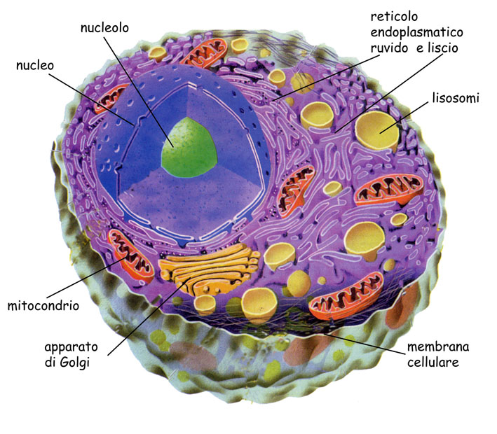 bmscience.net