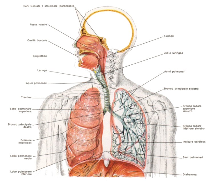 apparato_respiratorio