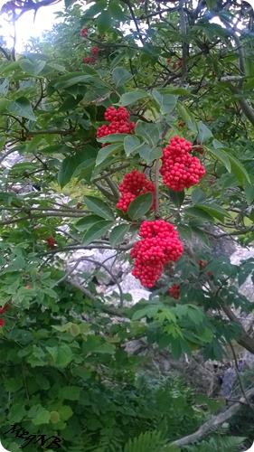 WP_20150710_036