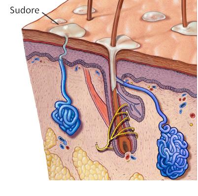 ghiandole sudoripare