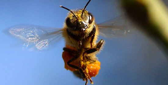 Bee_2
