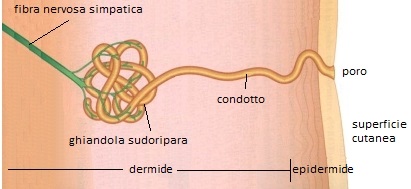 sweat_gland_Hps_it