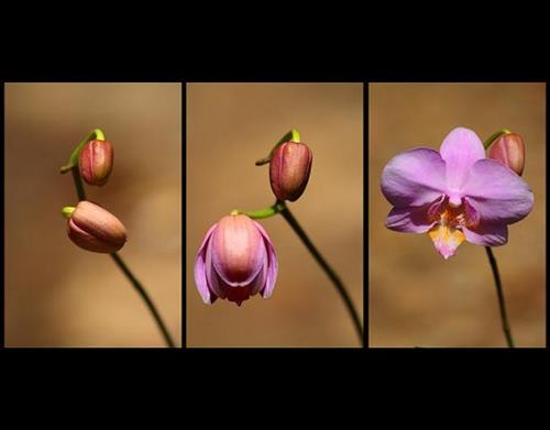 flaviamile.wordpress.com