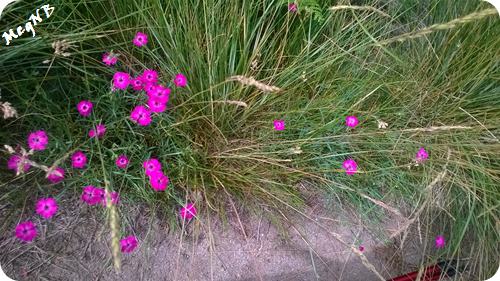 WP_20150703_004