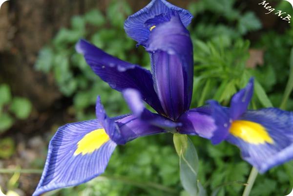SONY DSC