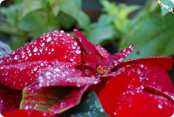 SONY DSC