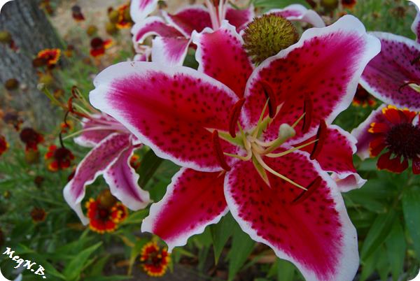 SONY DSC