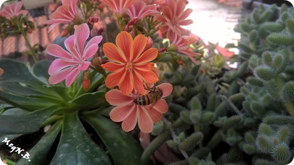 WP_20160224_11_28_28_Pro