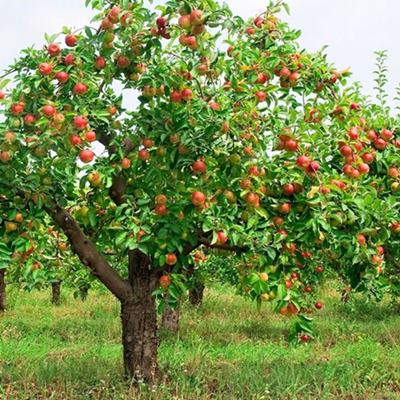 giardinaggio.net