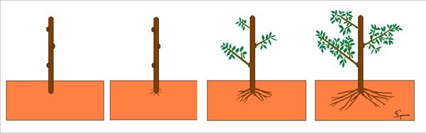 giardino-piante-fiori.lacasagiusta.it