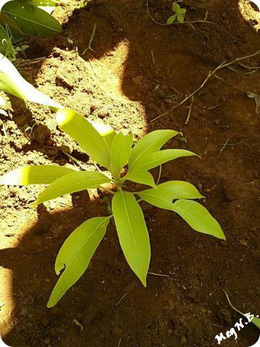 thumb_327740_tree_picture_big