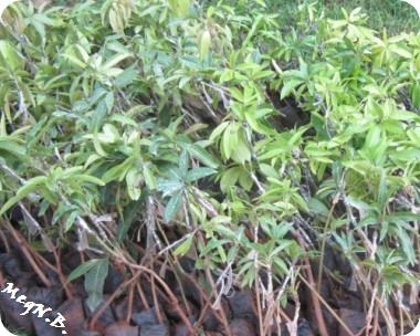 thumb_64322_tree_specie_nurs_big