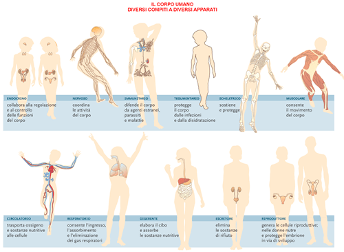 01.-IL-CORPO-UMANO
