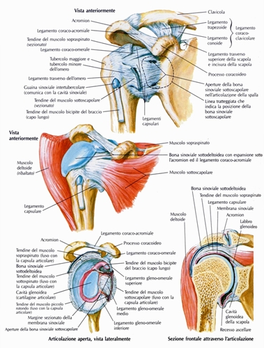 articolazione_scapolo_omerale_o_della_spalla