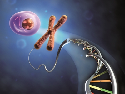 Illustration showing the formation of an animal cell from dna and chromosomes. Digital illustration.
