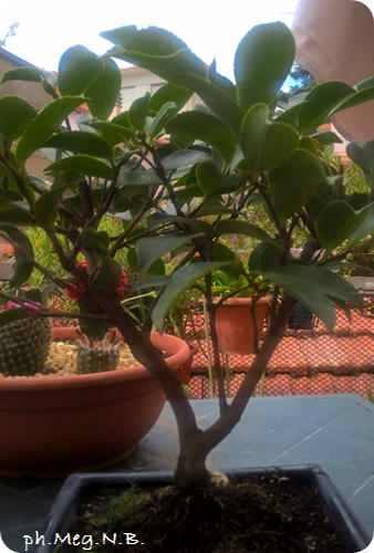 Camelia 
