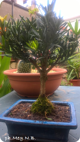 Podocarpus - Pino dei Buddisti