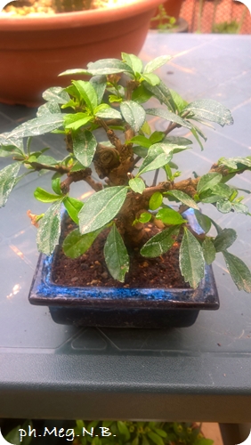 Carmona Retusa - Albero del Thè