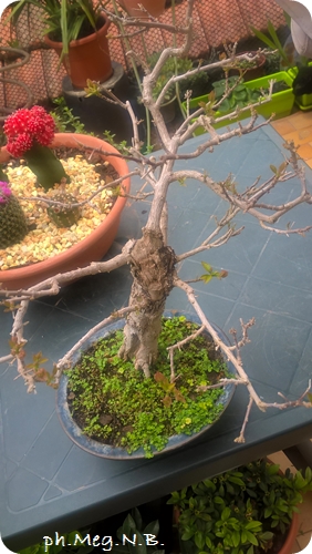 Bouganvillea con germogli
