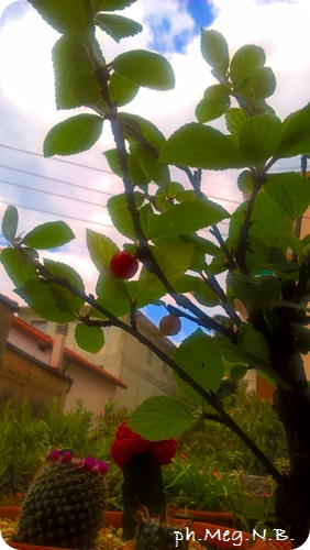 Ciliegina di Ciliegio di Nanchino