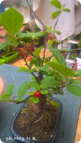 Prunus Tomentosa - Ciliegio di Nanchino