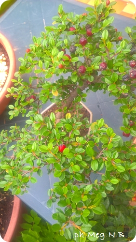 Cotoneaster - Cotognastro