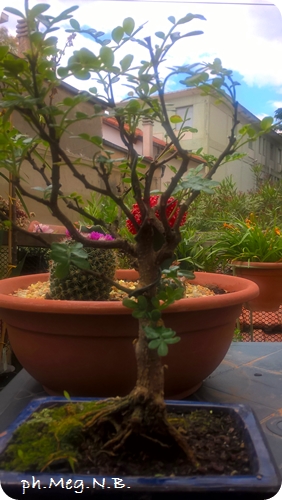 Pepe del Giappone - Falso Pepe