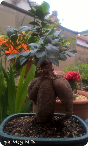 Ficus Microcarpa Ginseng