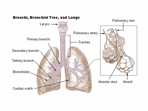 377200_Illu_bronchi_lungs_68