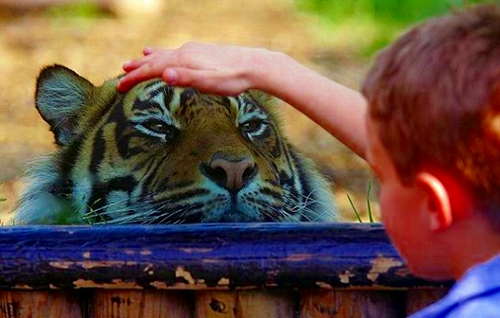 tigre-si-lascia-accarezzare-da-un-bambino