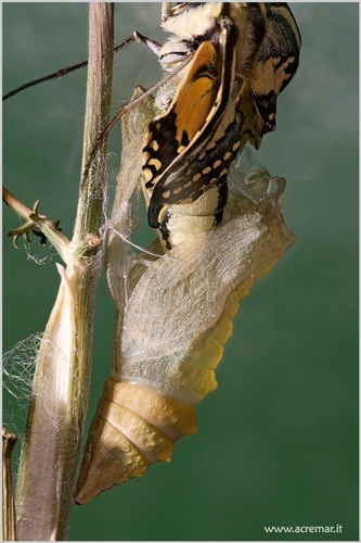 papilio_machaon_macaone_old_world_swallowtail_common_yellow_swallowtail_svalehalen_borboleta_11