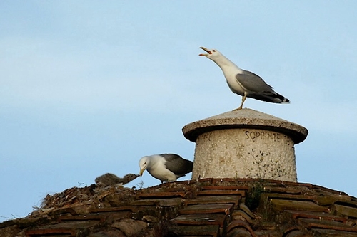 tempiodi