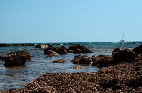 alghe-mare