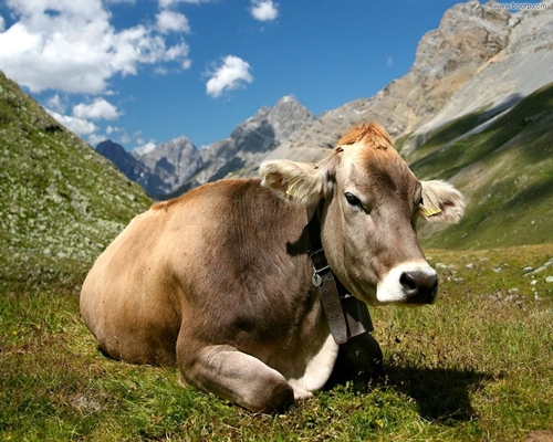 mucca_al_pascolo