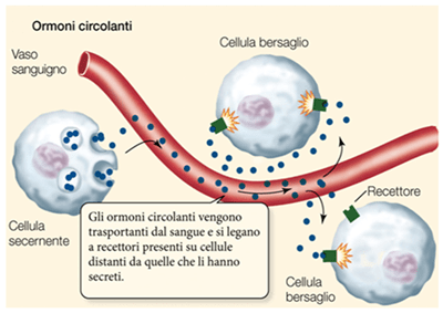 ormoni-circolanti