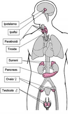ormoni